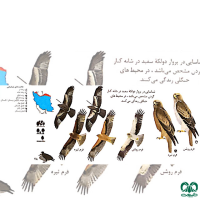 گونه عقاب پر پا Booted Eagle 